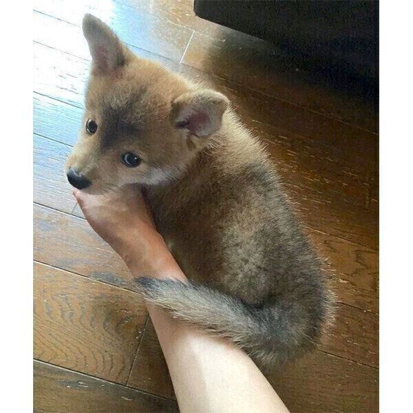 家族になって3日目の朝のトンボくんの様子