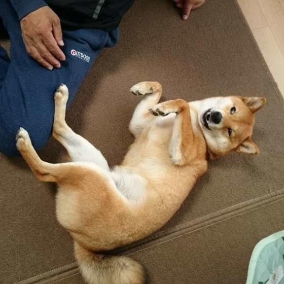 小太郎くん  柴