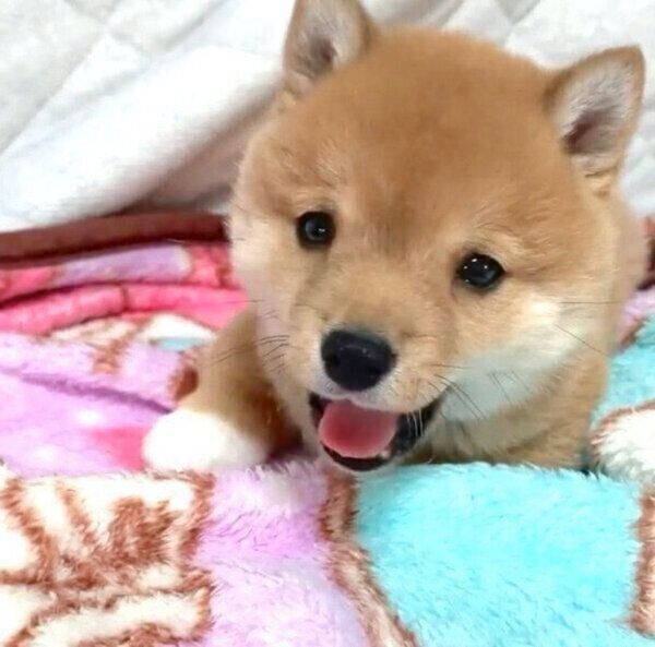 眠そうな子犬のうにくん