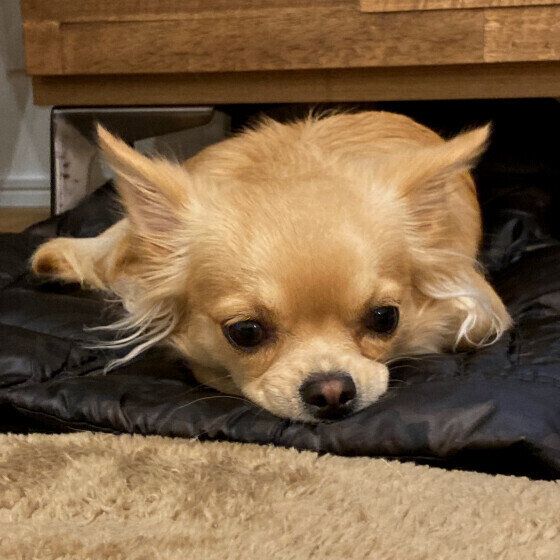 愛犬のかかりつけ動物病院が休診日だったらどうする？ 万が一に備えておくことを獣医師に聞いた いぬのきもち