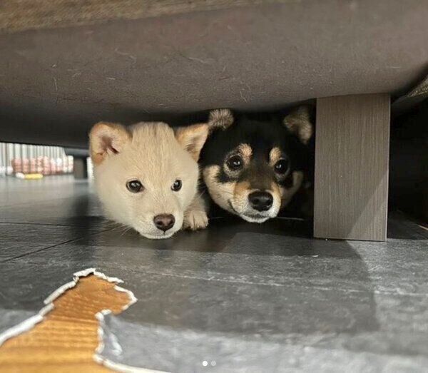 隠れる雪丸くん、小春ちゃん