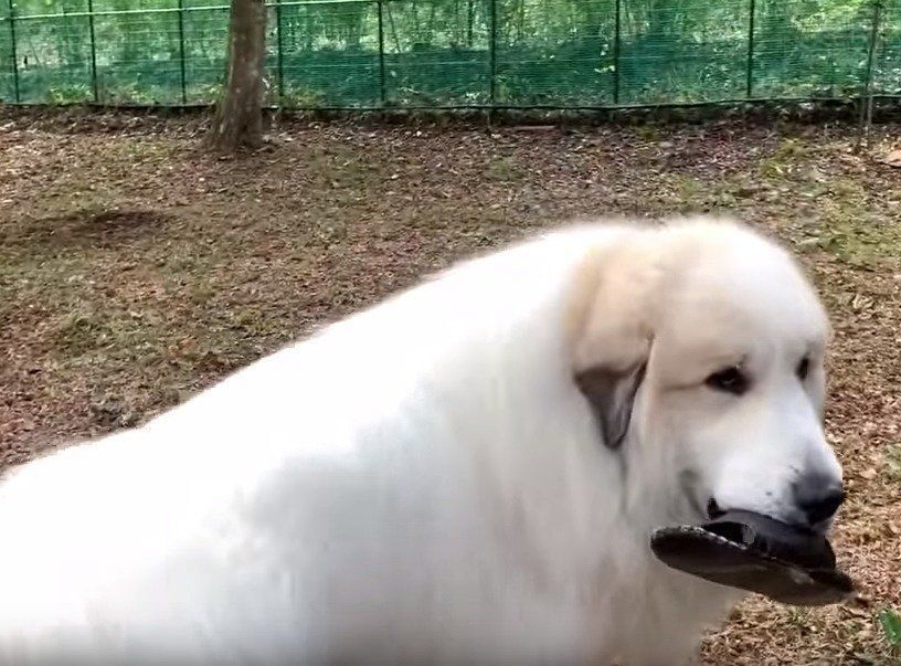 サンダルをくわえる犬