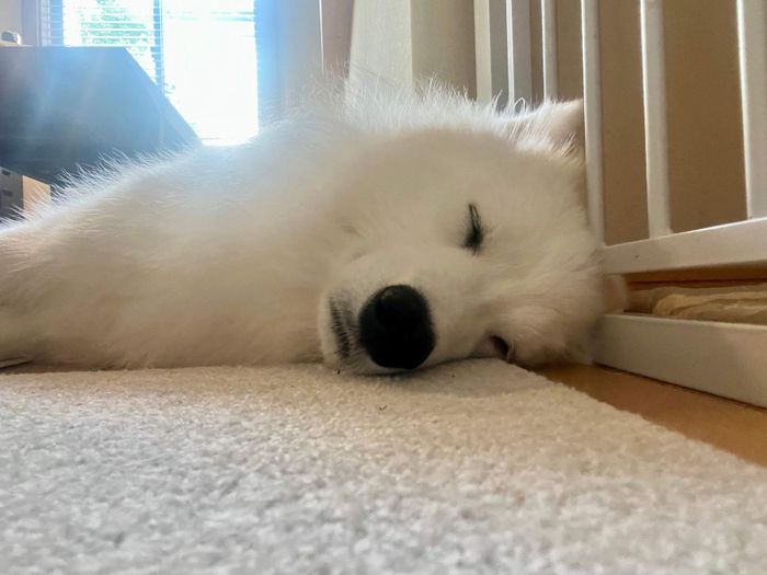 眠っているマシュくん 穏やかな表情に癒やされる