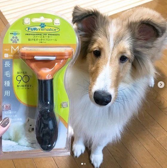 ファーミネーターとシェルティ