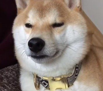 寝落ち寸前　柴犬こてつ