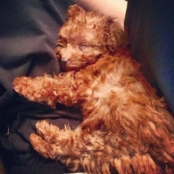 眠るトイ・プードル