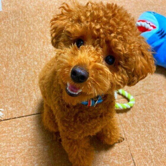 トイ・プードルのくーくん