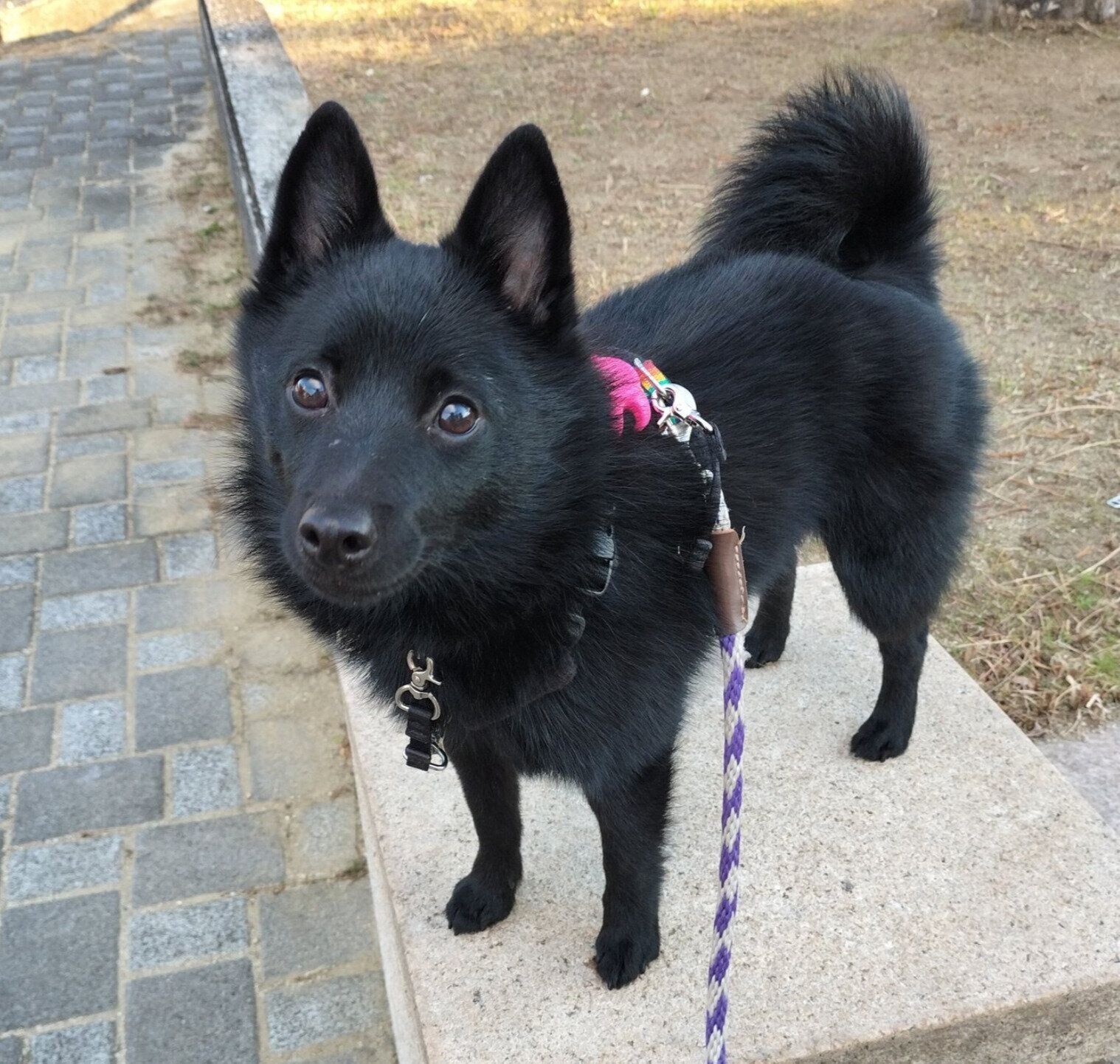 散歩を楽しむ瑠音くん