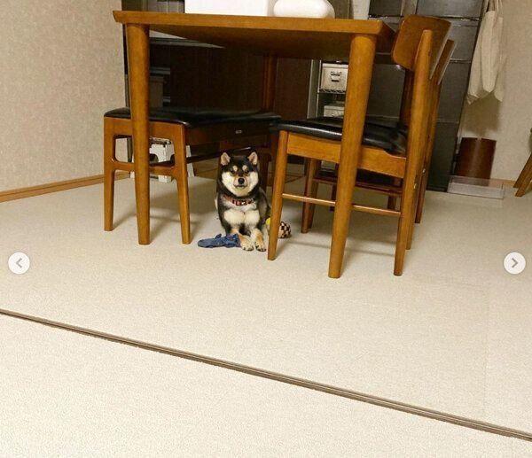 柴距離を発動するリップちゃん