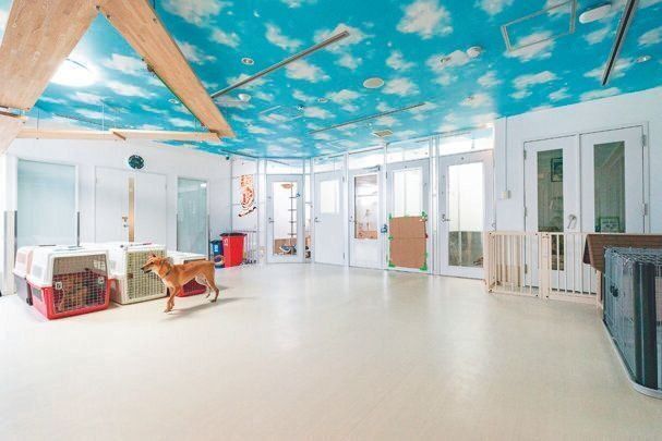 明るい日差しが入る広々したシェルター。中央には広いフリースペースがあり、犬同士で交流を深めることもできます