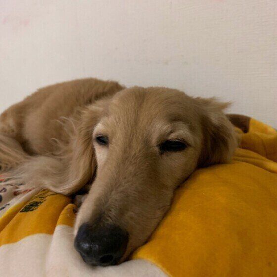 眠るミニチュア・ダックスフンド