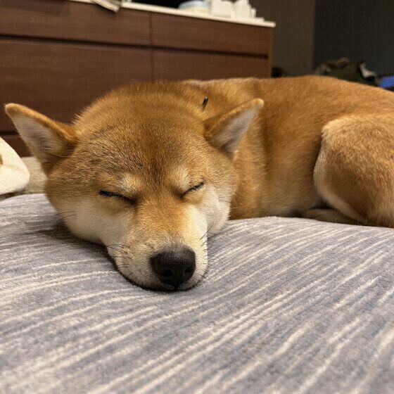 柴のまるちゃん