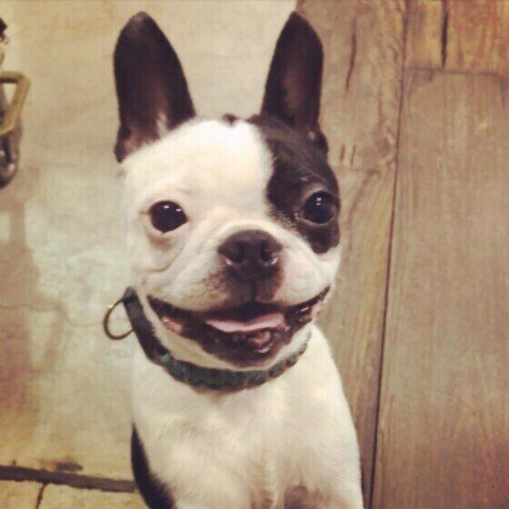 ボストンテリア