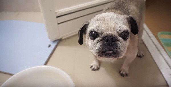 お風呂が気になるパグ