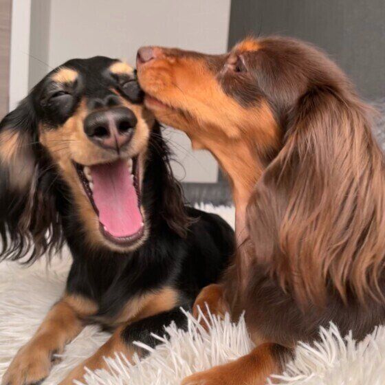 まったりするカニーンヘン・ダックスフンド