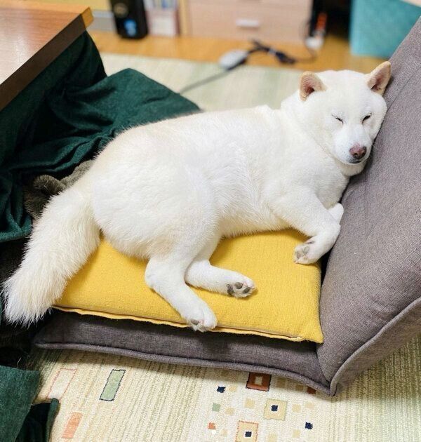 眠るきなこちゃん