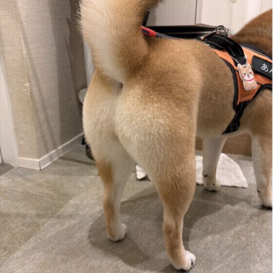 柴のあんずちゃん