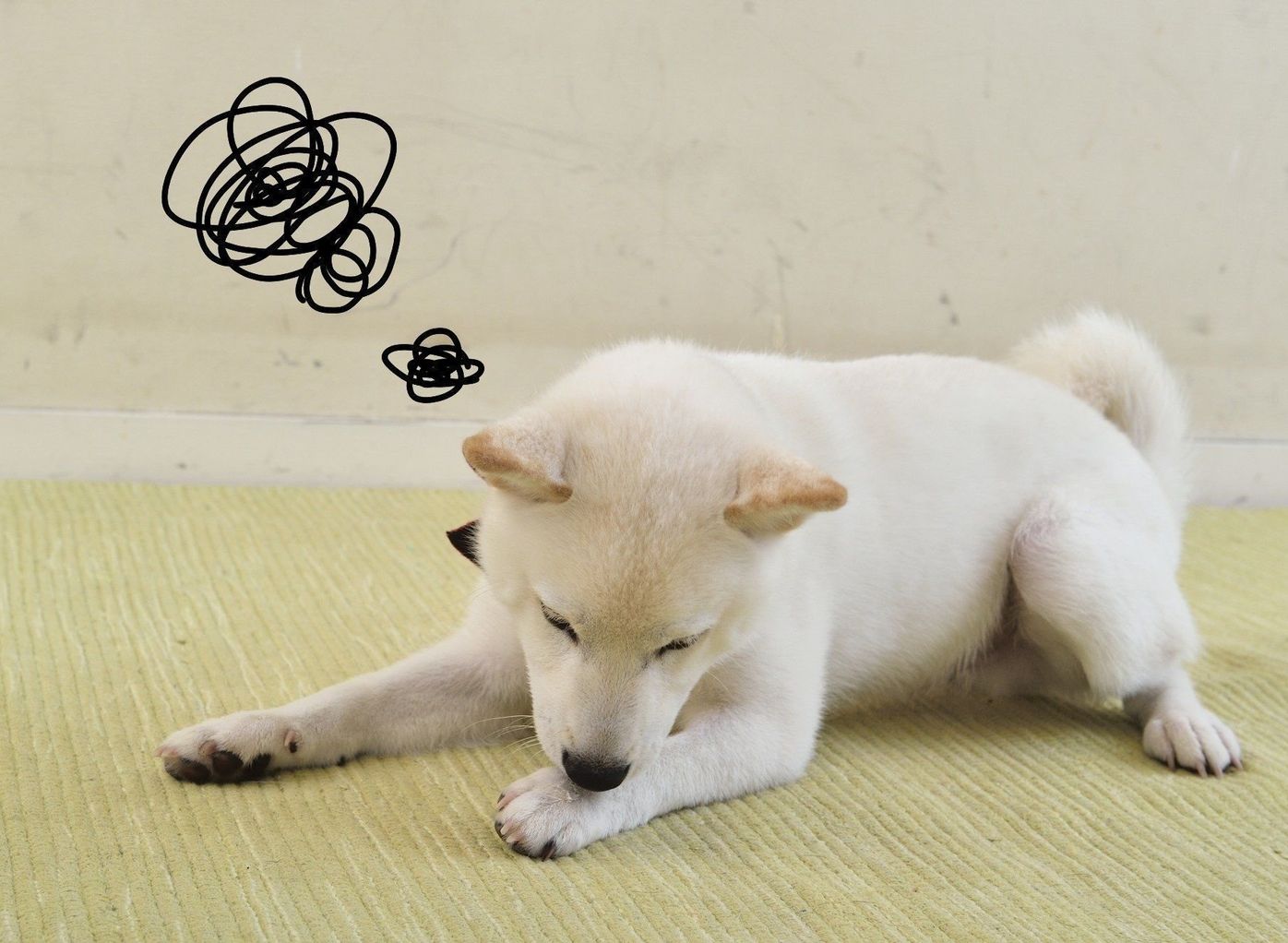 もう噛まれたくない飼い主さんへ 犬のストレス 見直してみよう いぬのきもちweb Magazine もう噛まれたくない飼い主さんへ 犬のストレス 見直してみよう いぬのきもちweb Magazine