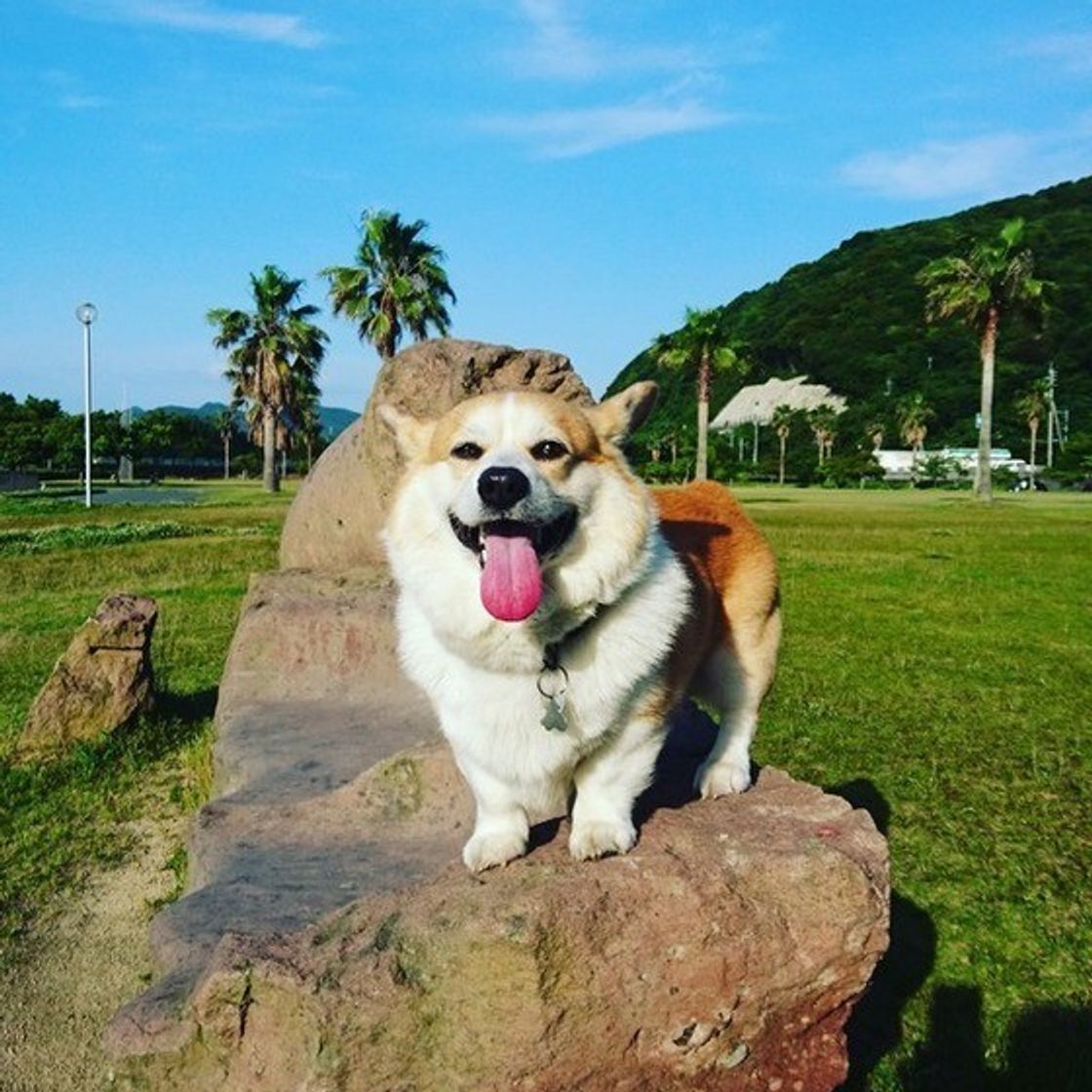 コーギーの標準体重や肥満防止法って みんなの愛犬の体重も公開 いぬのきもちweb Magazine コーギーの標準体重や肥満防止法って みんなの愛犬の体重も公開 いぬのきもちweb Magazine