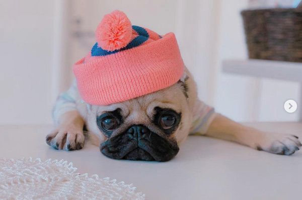 パグのぱぐぞうくん