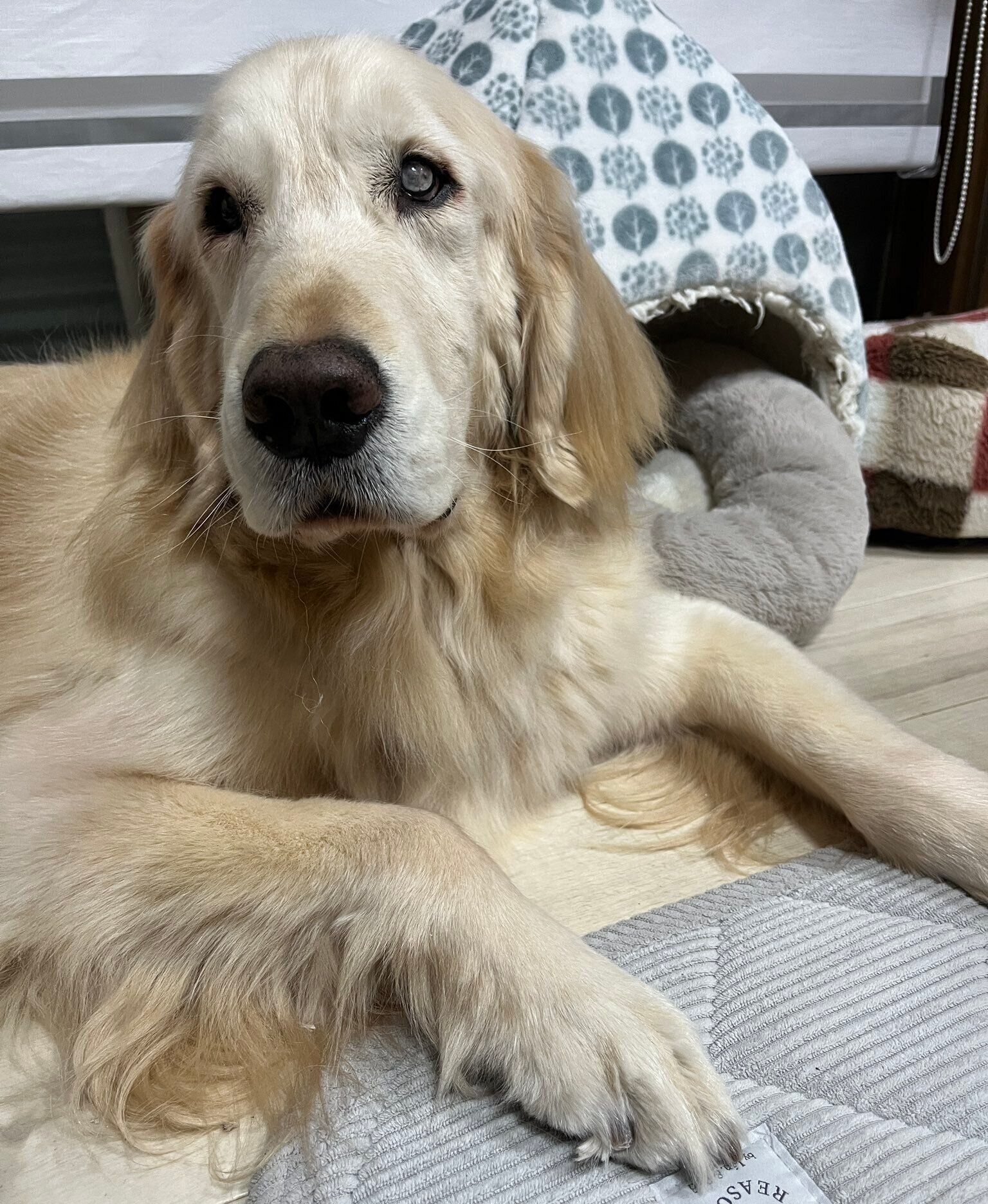 床に寝そべるれんくん