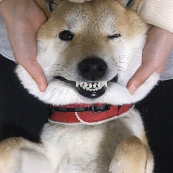 犬の白髪には栄養管理とストレスケアが効果的？獣医師が解説