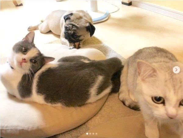 仲良しなパグと猫