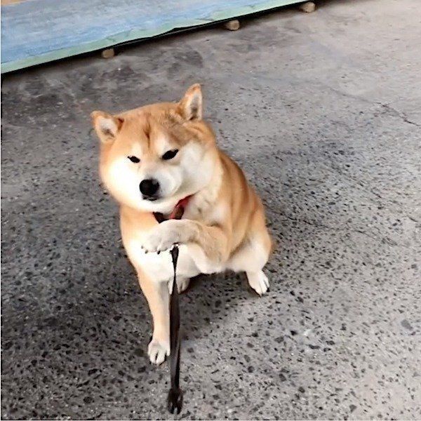 駄々っ子ワンコ