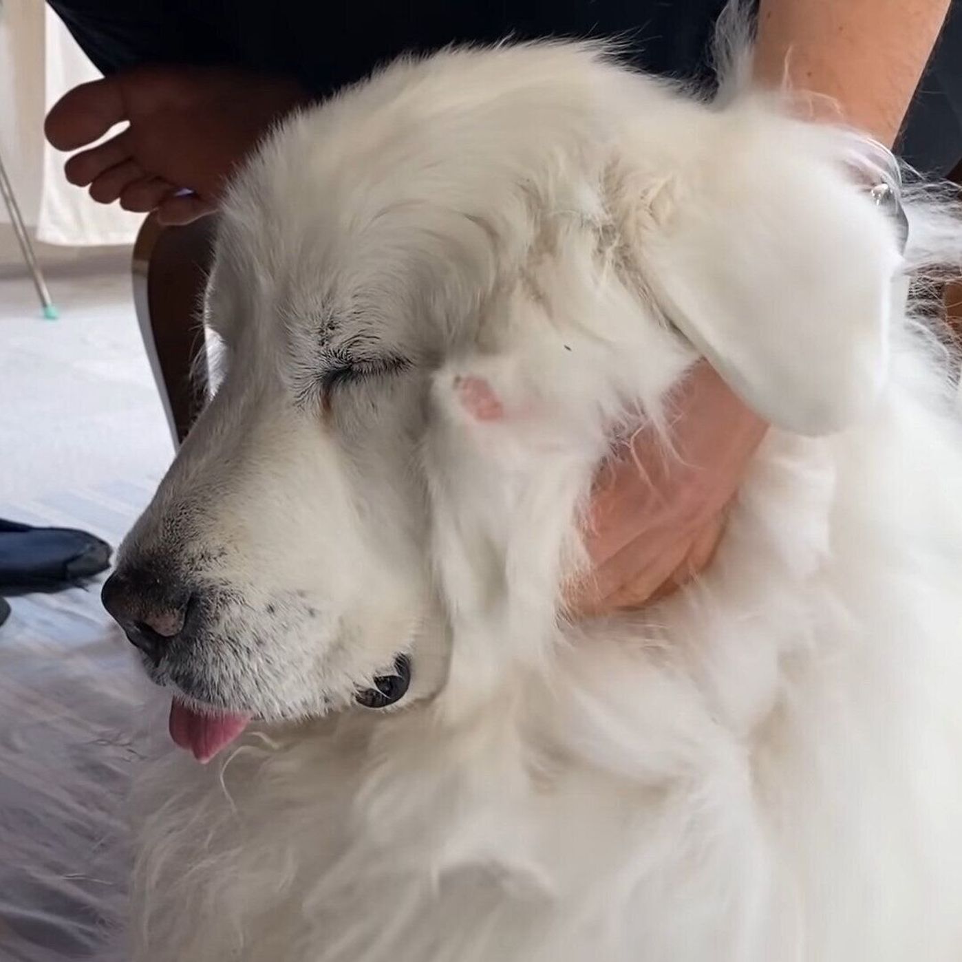 モフモフの大型犬 ずっとなでていてほしくて視線で送るサイン いぬのきもちweb Magazine モフモフの大型犬 ずっとなでていてほしくて視線で送るサイン いぬのきもちweb Magazine