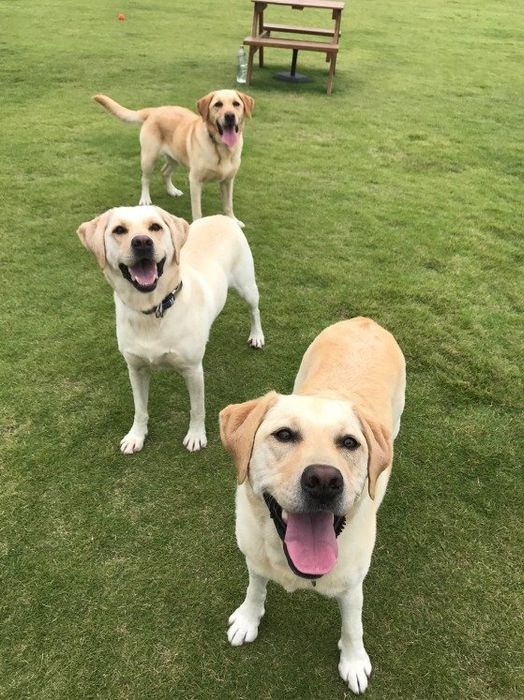 友達と遊ぶ犬