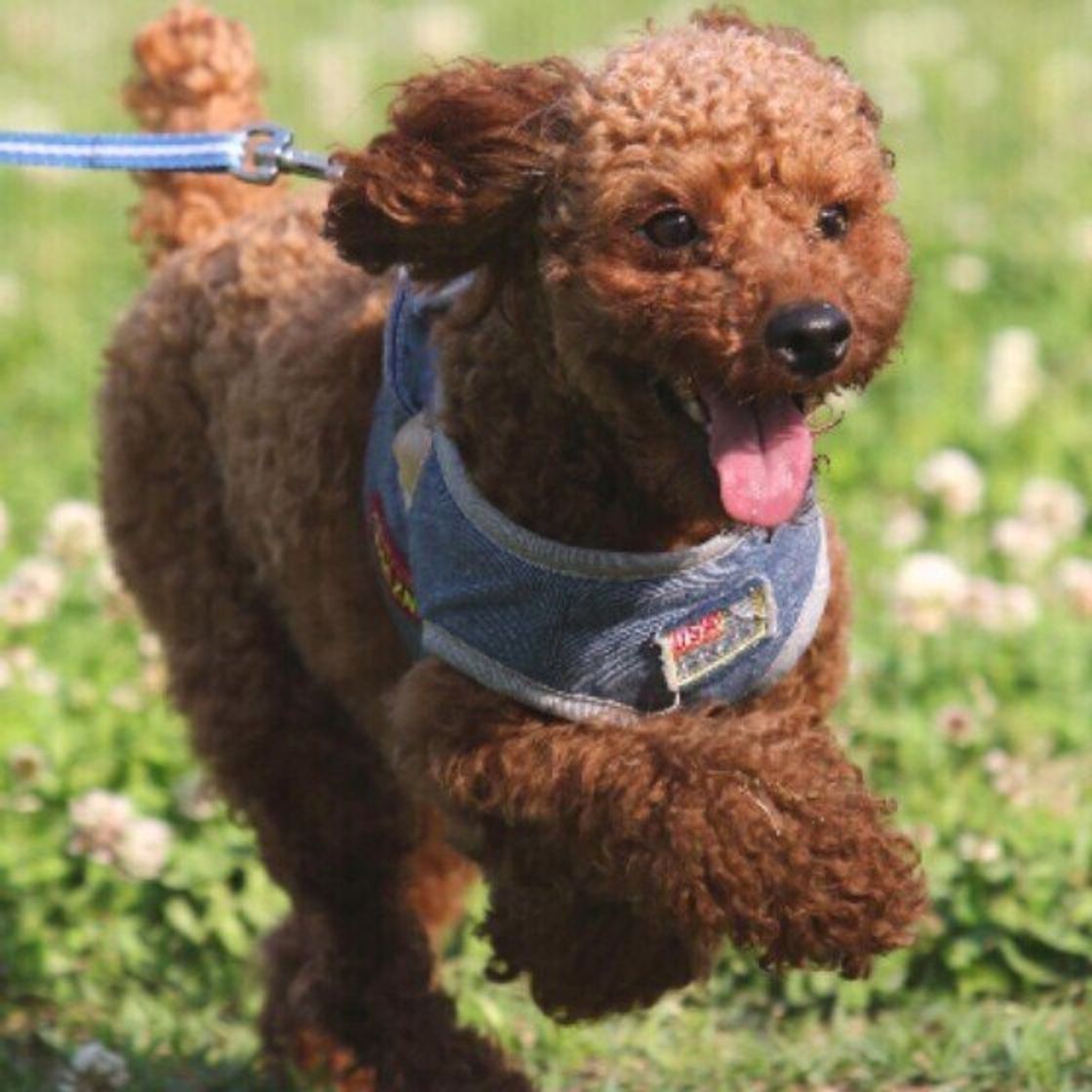 トイ プードルにおすすめのドッグフードは 与え方や悩み別対処法も 獣医師監修 いぬのきもちweb Magazine トイ プードルにおすすめのドッグフードは 与え方や悩み別対処法も 獣医師監修 いぬのきもちweb Magazine