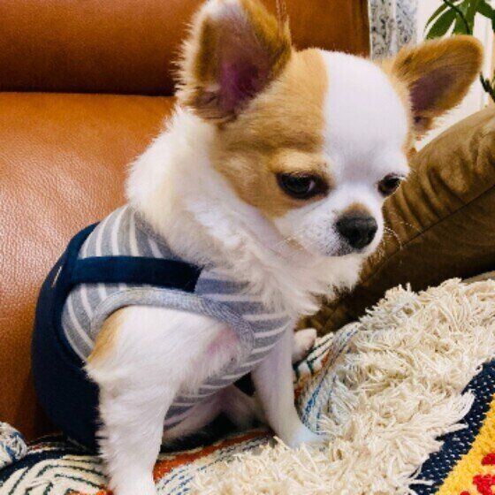 なぜかしょんぼり。チワワのスズキくん