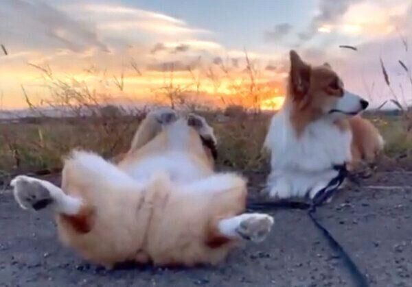 ヘソ天になるちいくん