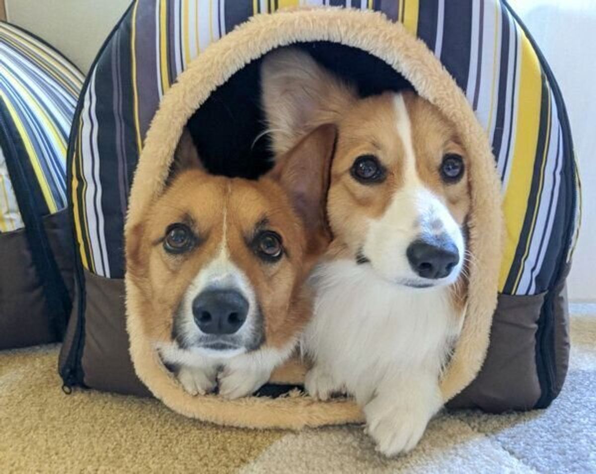 優しい兄 と ジャイアンのような妹 お笑いセンス抜群な話題のコーギー兄妹の日常を飼い主さんに聞いた いぬのきもちweb Magazine 優しい兄 と ジャイアンのような妹 お笑いセンス抜群な話題のコーギー兄妹の日常を飼い主さんに聞いた いぬのきもちweb Magazine