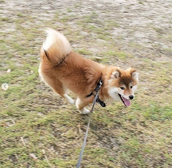 元気に走るハレタくん