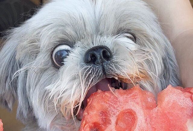 シーズー犬マンガてんぽshihtzu