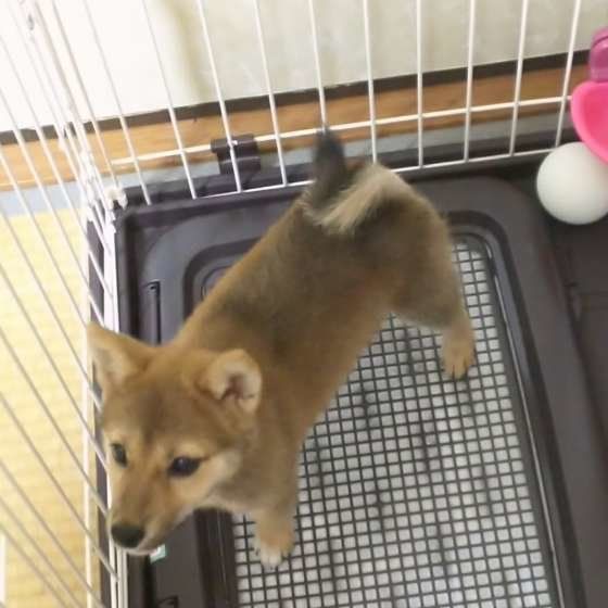 トイレの上に立つ柴犬