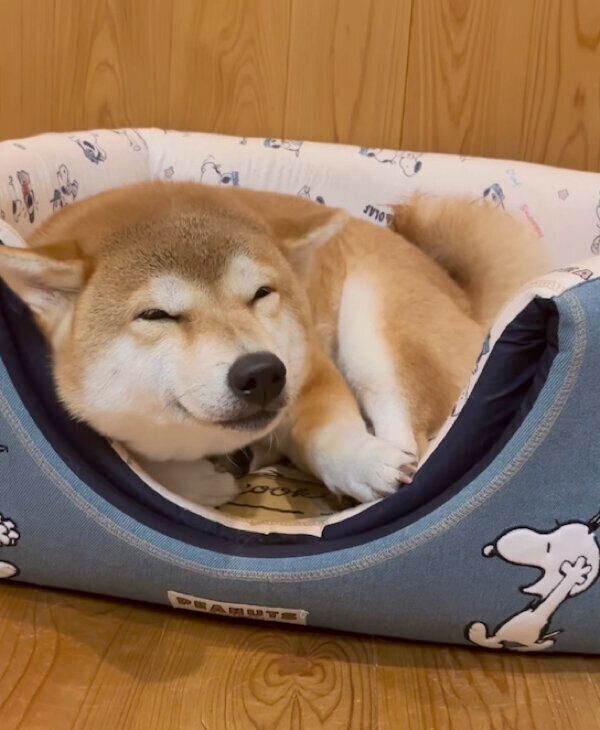 ヒコーキ耳をするユクちゃん