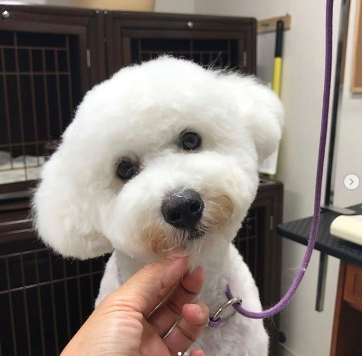 犬好きさん必見 首をかしげる理由をキュンキュン画像満載でお届け いぬのきもちweb Magazine 犬好きさん必見 首をかしげる理由をキュンキュン画像満載でお届け いぬのきもちweb Magazine