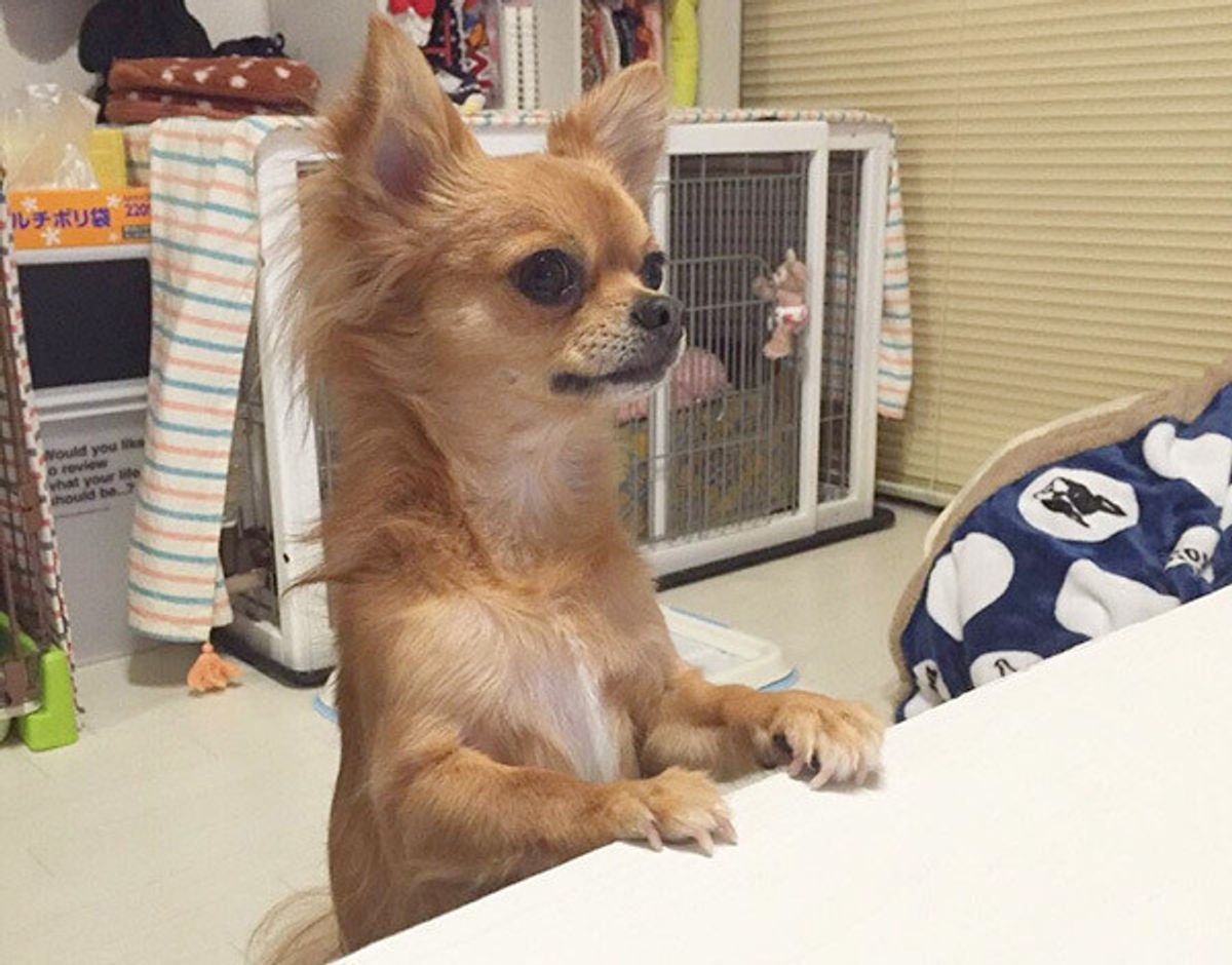 犬が見せる 人間っぽい行動 あるある 最近の犬の驚きの実態 いぬのきもちweb Magazine 犬が見せる 人間っぽい行動 あるある 最近の犬の驚きの実態 いぬのきもちweb Magazine