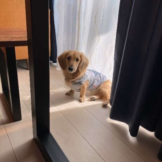 ミニチュア・ダックスフンドのマロンちゃん