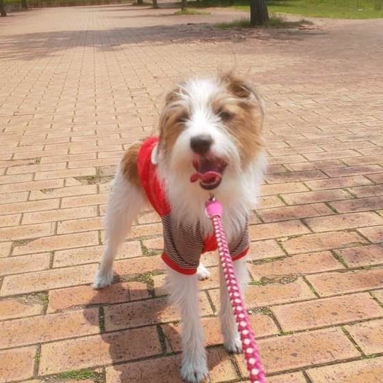 ジャック・ラッセル・テリア