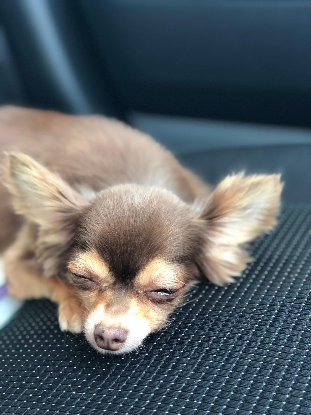 今 を生きる大切さを教えてくれたチョコちゃん 連載 おばあちゃん犬がやってきた 第77回 いぬのきもちweb Magazine 今 を生きる大切さを教えてくれたチョコちゃん 連載 おばあちゃん犬がやってきた 第77回 いぬのきもちweb Magazine