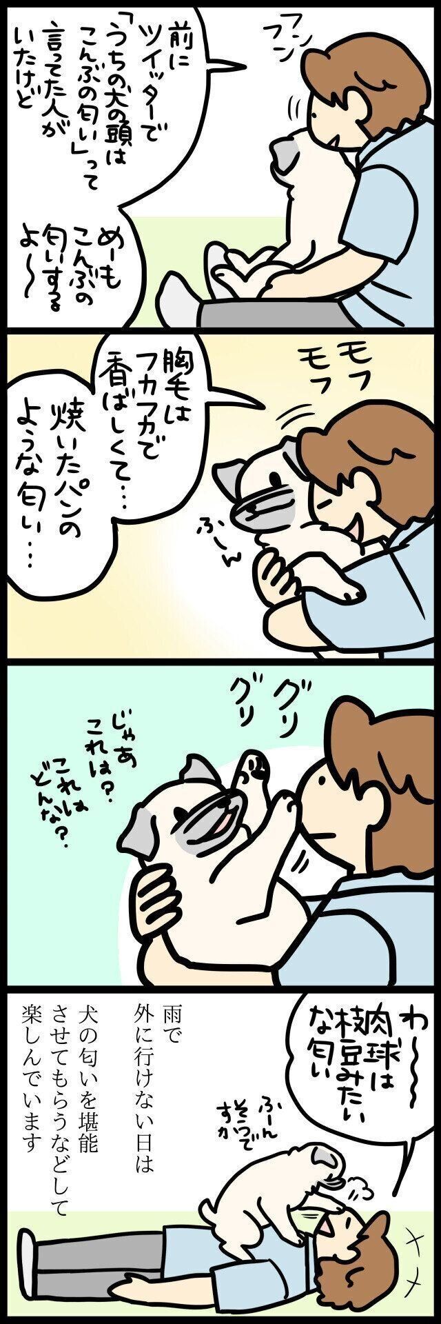 【連載】パグ犬・めー