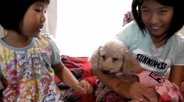 子どもに囲まれるトイ・プードル