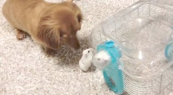 ハムスターの子守をするミニチュア・ダックスフンド