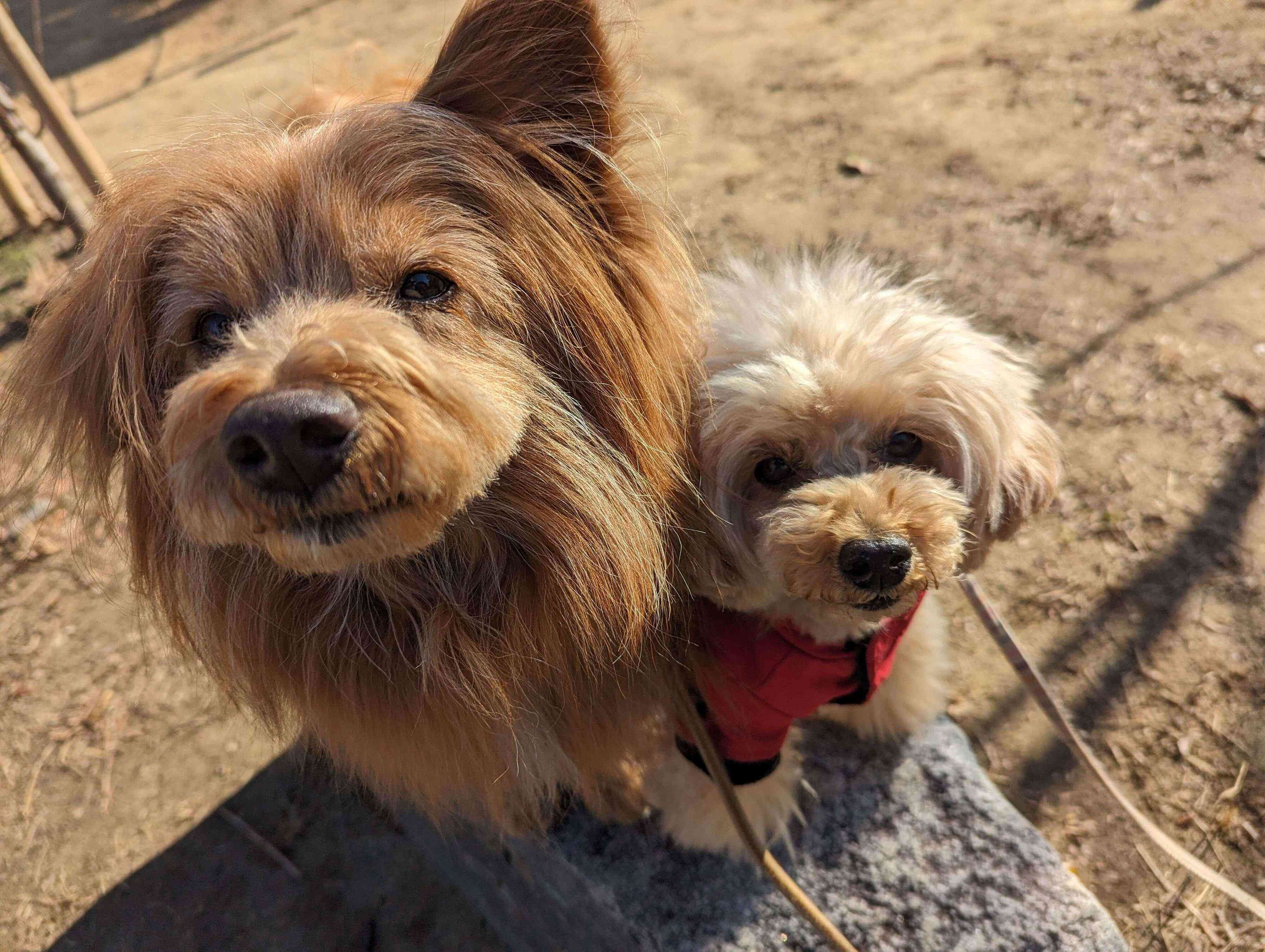 呆れ顔の犬の写真