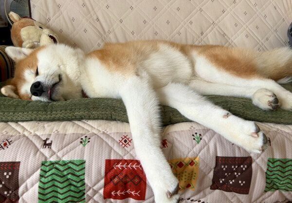 気持ちよさそうに眠るももちゃん