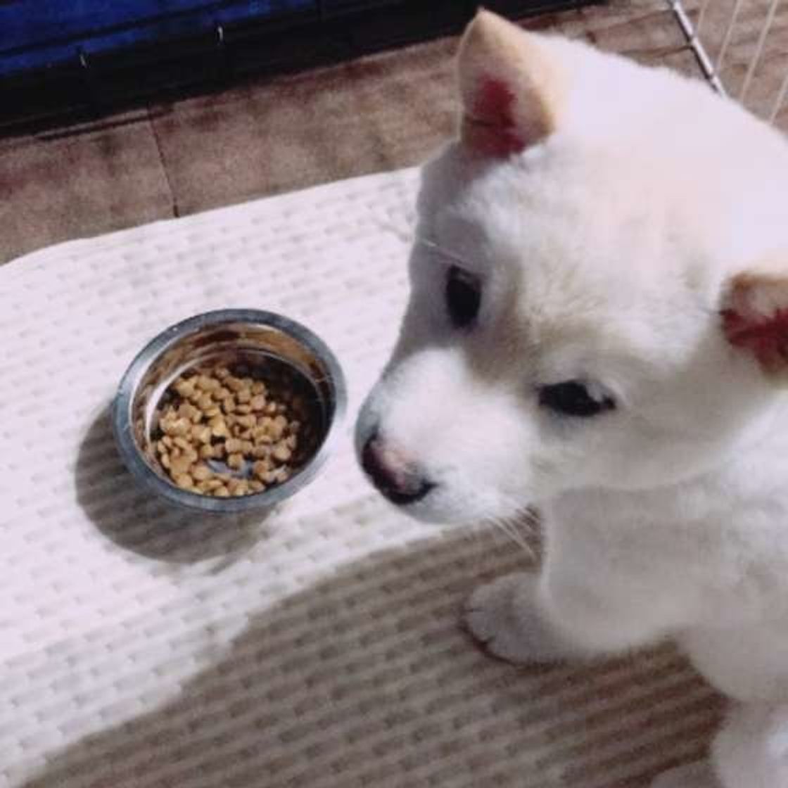 獣医師監修 犬にはちみつは与えてもいい 効果や量 注意点とは いぬのきもちweb Magazine 獣医師監修 犬にはちみつは与えてもいい 効果や量 注意点とは いぬのきもちweb Magazine