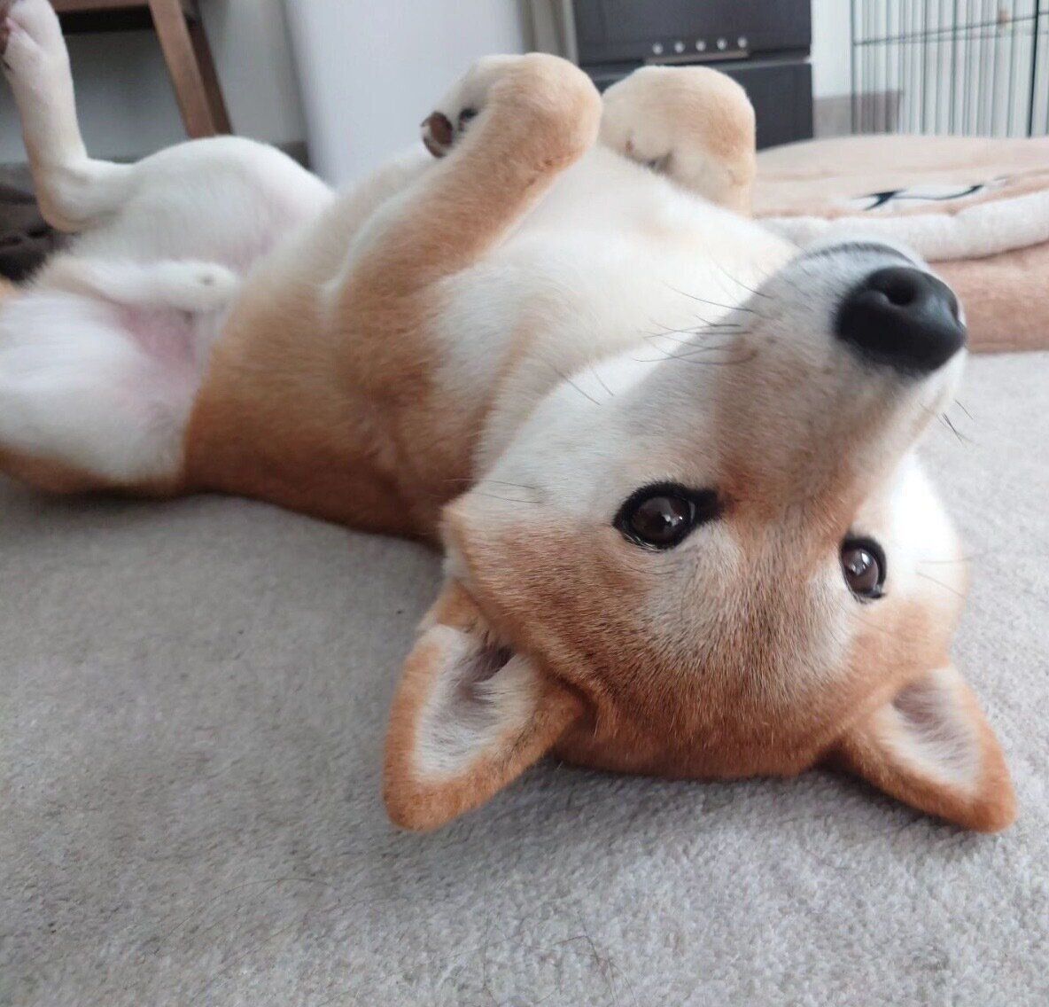 寝転がる豆蔵くん